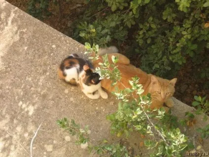 Роман-комікс про котів (20 фото) - ми рулимо! (Спальні) Роман-комікс про котів (20 фото) - ми рулимо!