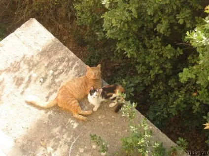 Роман-комікс про котів (20 фото) - ми рулимо! (Кішки) Роман-комікс про котів (20 фото) - ми рулимо!