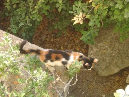 Роман-комікс про котів (20 фото) - ми рулимо! (Виконуються) Роман-комікс про котів (20 фото) - ми рулимо!