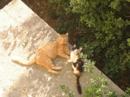 Роман-комікс про котів (20 фото) - ми рулимо! (Гумберт) Роман-комікс про котів (20 фото) - ми рулимо!