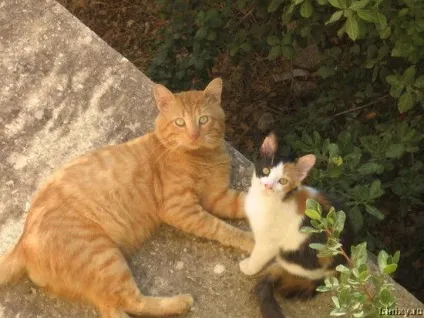 Роман-комікс про котів (20 фото) - ми рулимо! (Картинках) Роман-комікс про котів (20 фото) - ми рулимо!