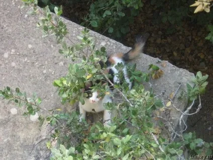 Роман-комікс про котів (20 фото) - ми рулимо! (Спальні) Роман-комікс про котів (20 фото) - ми рулимо!