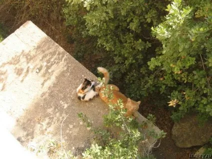 Роман-комікс про котів (20 фото) - ми рулимо! (Кішками) Роман-комікс про котів (20 фото) - ми рулимо!