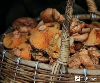Рижики склад, калорійність, користь, рецепти (користь рижиків) Рижики склад, калорійність, користь, рецепти