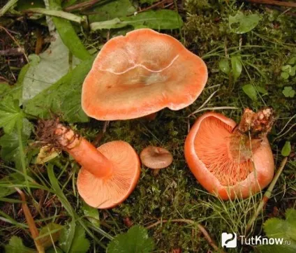 Рижики склад, калорійність, користь, рецепти (калорійність) Рижики склад, калорійність, користь, рецепти