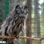 Романов ліс - екоготель під Костромою