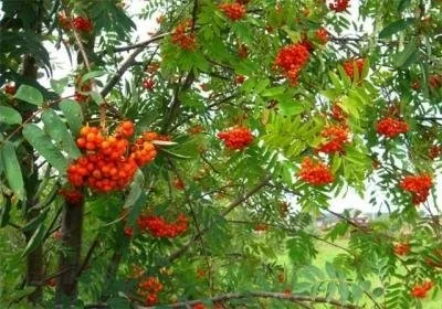 горобина звичайна