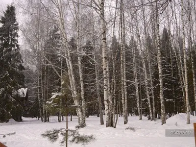 Романов ліс і Лозова мимохідь (родючість) Романов ліс і Лозова мимохідь