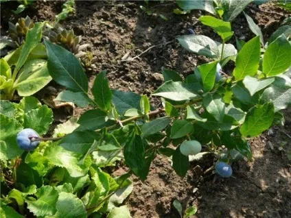 Садова лохина розмноження живцями і відводками, посадка і догляд (держак) Садова лохина розмноження живцями і відводками, посадка і догляд