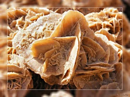 Роза цукри