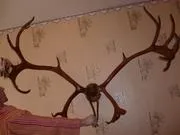 Як зробити роги оленя з гілок (гілок) Як зробити роги оленя з гілок