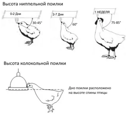 Як зробити звичайні і ніпельні поїлки для бройлерів (зробити) Як зробити звичайні і ніпельні поїлки для бройлерів