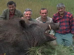 Найбільший дикий кабан, убитий на полюванні, найбільший кабан і його максимальна вага (полюванні) Найбільший дикий кабан, убитий на полюванні, найбільший кабан і його максимальна вага