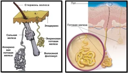 Сауна після тренування
