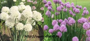 Їстівна »клумба на городі