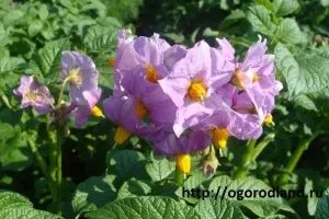 Їстівна »клумба на городі