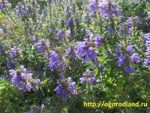 Їстівна »клумба на городі