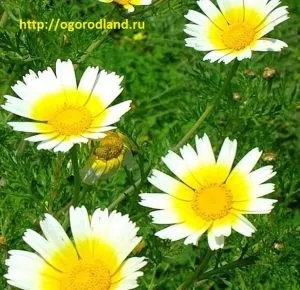 Їстівна »клумба на городі