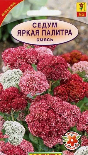Седум - посадка і догляд за квіткою в саду (фото і відео поради) (посадка) Седум - посадка і догляд за квіткою в саду (фото і відео поради)
