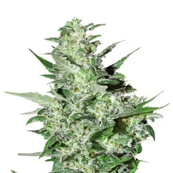 Seed-jah - онлайн магазин насіння конопель (насіння) Seed-jah - онлайн магазин насіння конопель