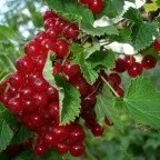 Шипшина - корисні і лікувальні властивості, застосування