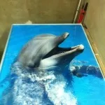 Семінари по наливних 3d полам (полам) Семінари по наливних 3d полам