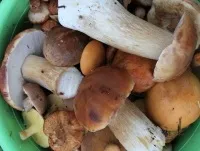 Печериці, сморчки та рядки - перші весняні гриби, продукти і напої, кухня, аргументи і факти (весняні) Печериці, сморчки та рядки - перші весняні гриби, продукти і напої, кухня, аргументи і факти