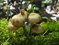 Печериці, сморчки та рядки - перші весняні гриби, продукти і напої, кухня, аргументи і факти (гриби) Печериці, сморчки та рядки - перші весняні гриби, продукти і напої, кухня, аргументи і факти