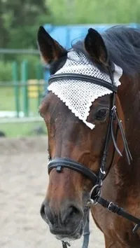 Шапочка для коня матеріал, схеми, як зв'язати верхівку і начольну частина, фото (зв'язати) Шапочка для коня матеріал, схеми, як зв'язати верхівку і начольну частина, фото