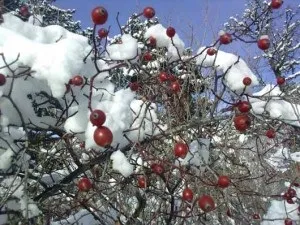 Шипшина - корисні і лікувальні властивості, застосування