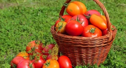 Насіння кращих сортів томатів король ринку, повним-повнісінько, вогонь, персик, хороший помідор, чоловіче (кращих) Насіння кращих сортів томатів король ринку, повним-повнісінько, вогонь, персик, хороший помідор, чоловіче