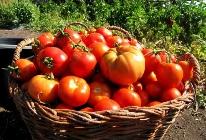 Насіння кращих сортів томатів король ринку, повним-повнісінько, вогонь, персик, хороший помідор, чоловіче (король) Насіння кращих сортів томатів король ринку, повним-повнісінько, вогонь, персик, хороший помідор, чоловіче