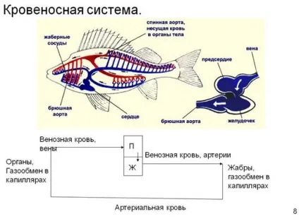 Серцево-судинна система - студопедія (реферат) Серцево-судинна система - студопедія