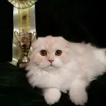Шотландські кішки і котенята в Одессае даром (даром) Шотландські кішки і котенята в Одессае даром