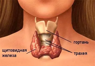 Щитовидна залоза лікування (щитовидної залози лікування) Щитовидна залоза лікування