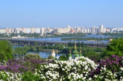 бузок звичайний
