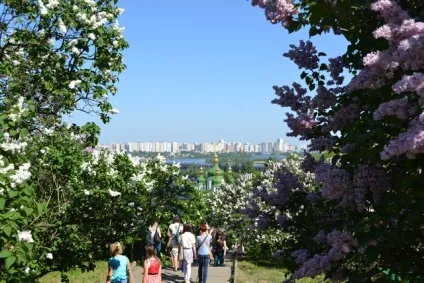 бузок звичайний