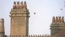 Шпак звичайний птах