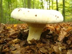 Скрипиця (lactarius vellereus)