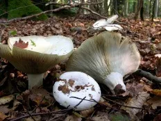 Скрипиця (lactarius vellereus)