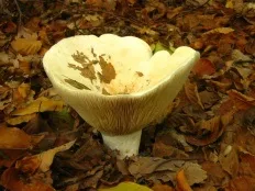Скрипиця (lactarius vellereus)