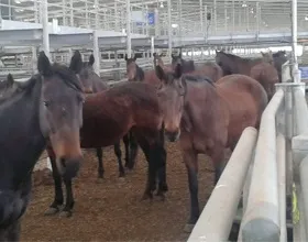 Скільки коштує кінь вУкаіни в рублях, мої конячки (кінь) Скільки коштує кінь вУкаіни в рублях, мої конячки