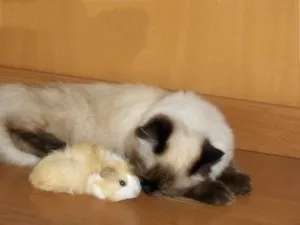 З якими тваринами уживаються морські свинки домашні тварини (морська свинка морська свинка і золотисті хом'яки морська свинка і кішка морська свинка і птах морська свинка і собака морська свинка уживется морська свинки і кролик морські свинки) З якими тваринами уживаються морські свинки домашні тварини