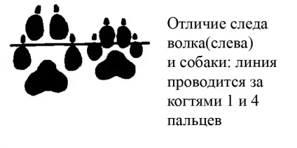 Сліди звірів і птахів (звірів) Сліди звірів і птахів