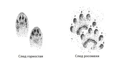 Слідопит Новомосковськ сліди тварин - полювання та риболовля (визначення свіжості сліду) Слідопит Новомосковськ сліди тварин - полювання та риболовля