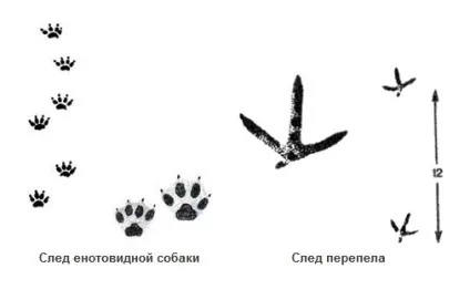 Слідопит Новомосковськ сліди тварин - полювання та риболовля (рибалка) Слідопит Новомосковськ сліди тварин - полювання та риболовля