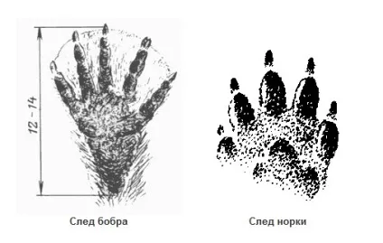 Слідопит Новомосковськ сліди тварин - полювання та риболовля (інформація для туристів) Слідопит Новомосковськ сліди тварин - полювання та риболовля