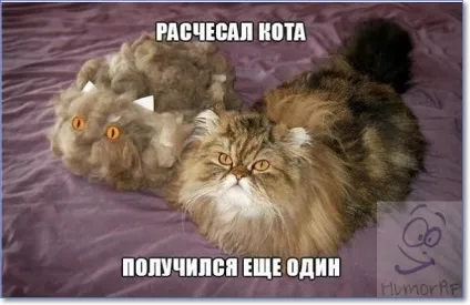 Смішні кішки і коти фото з написами