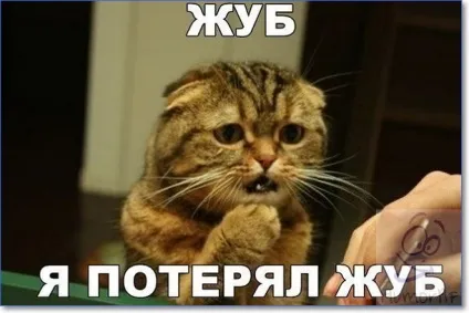 Смішні кішки і коти фото з написами