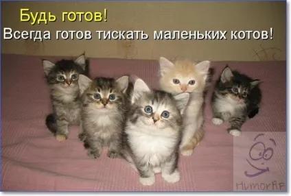Смішні кішки і коти фото з написами